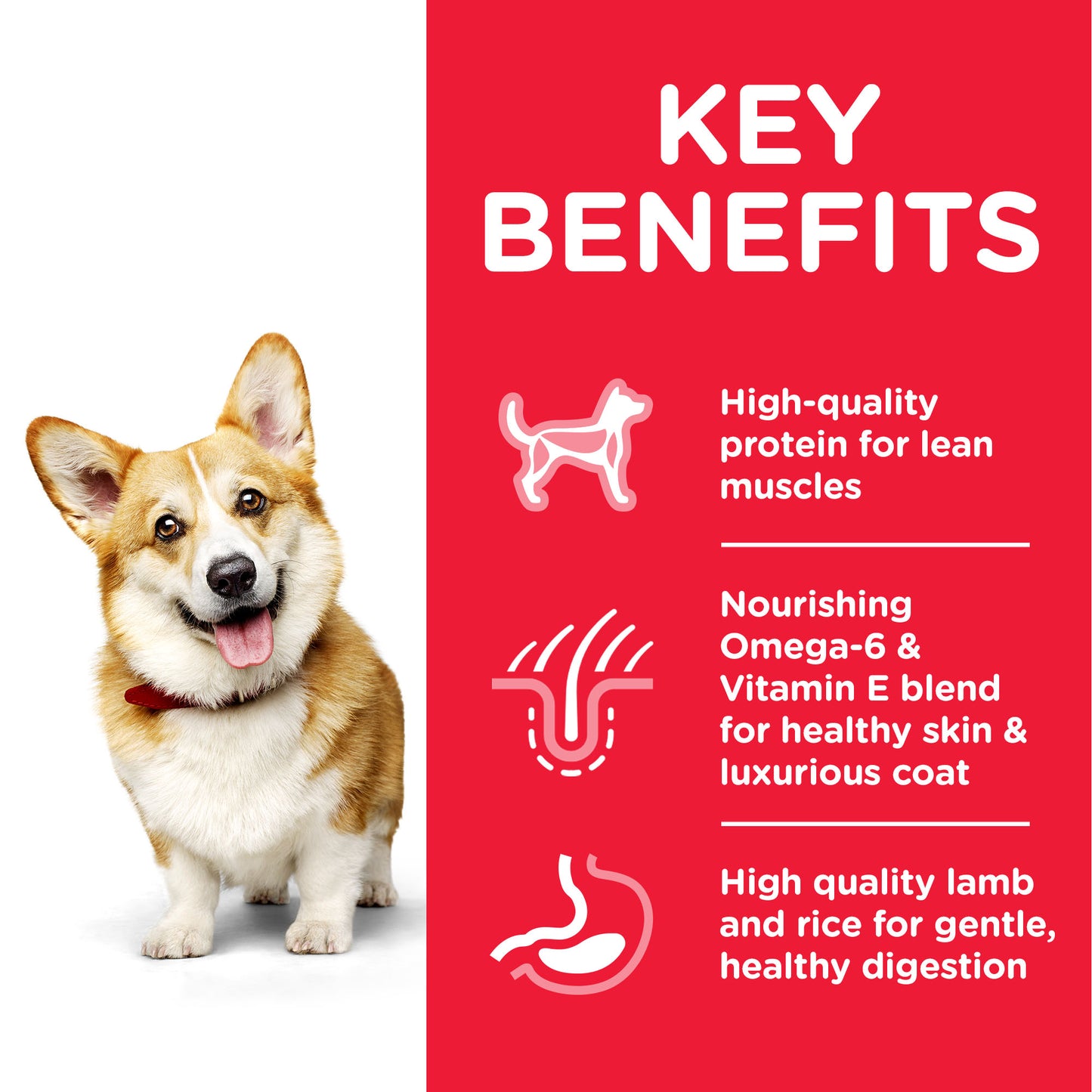 Hill’s Science Plan Small & Mini Adult Dog Food With Chicken 3 Kg