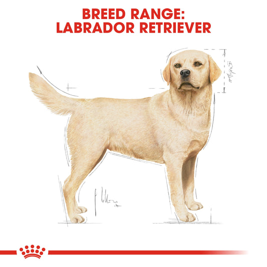ROYAL CANIN LABRADOR ADULT