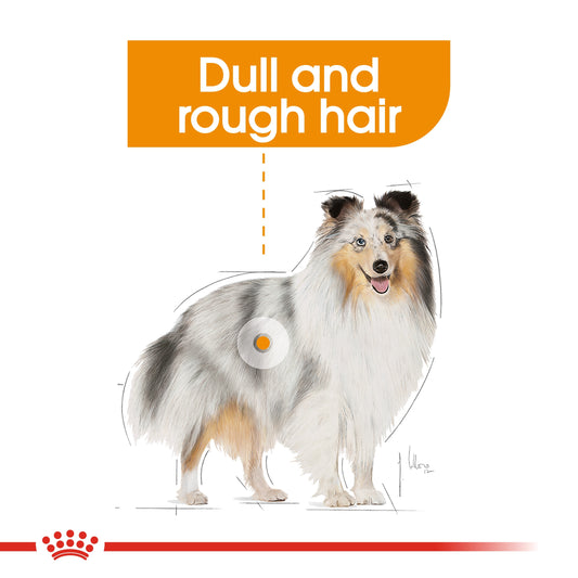 ROYAL CANIN COAT BEAUTY (WET FOOD - POUCHES)