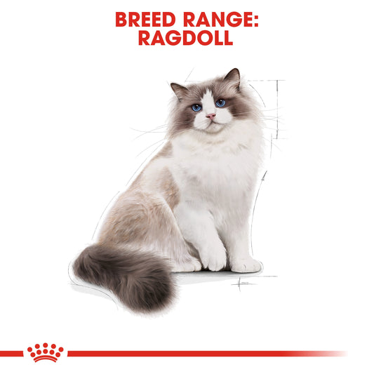 Royal canin RRAGDOLL ADULT 2 KG