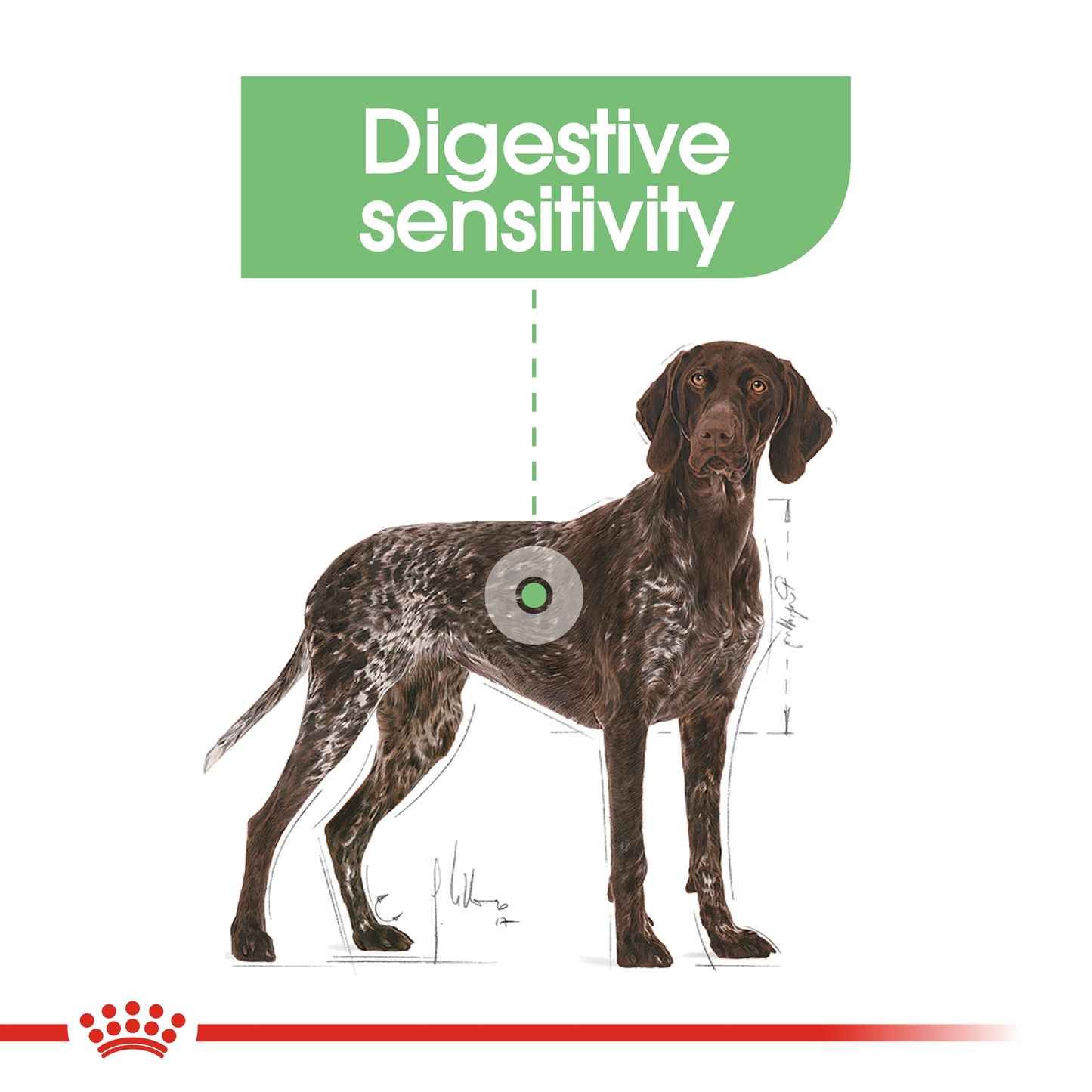 Royal Canin MAXI DIGESTIVE CARE 12 KG