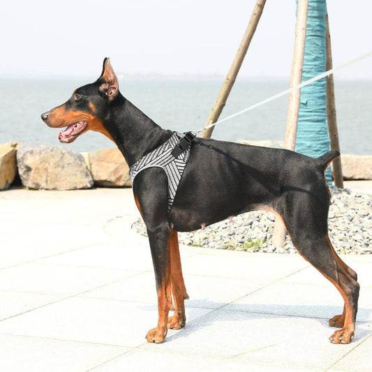 Blunzo PETKIT - AIR FLY HARNESS