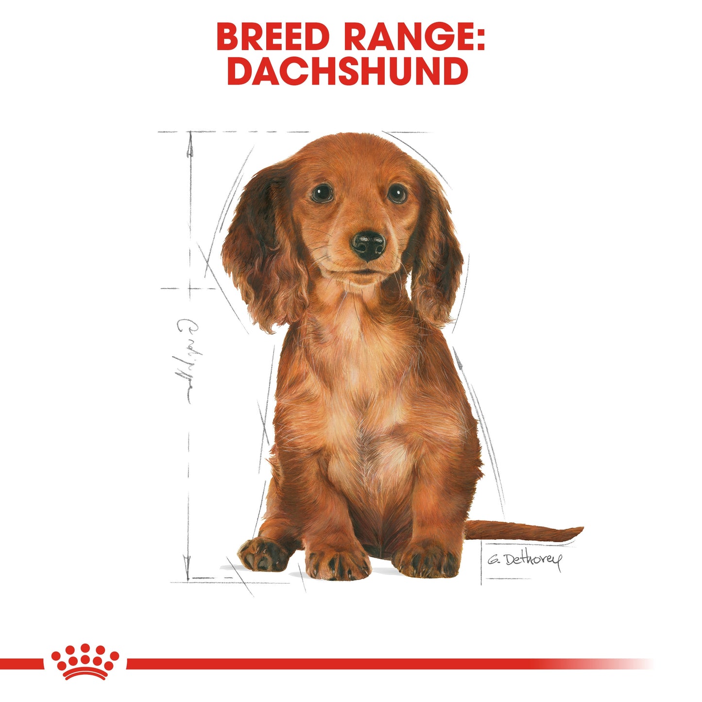 ROYAL CANIN DACHSHUND PUPPY 1.5 KG