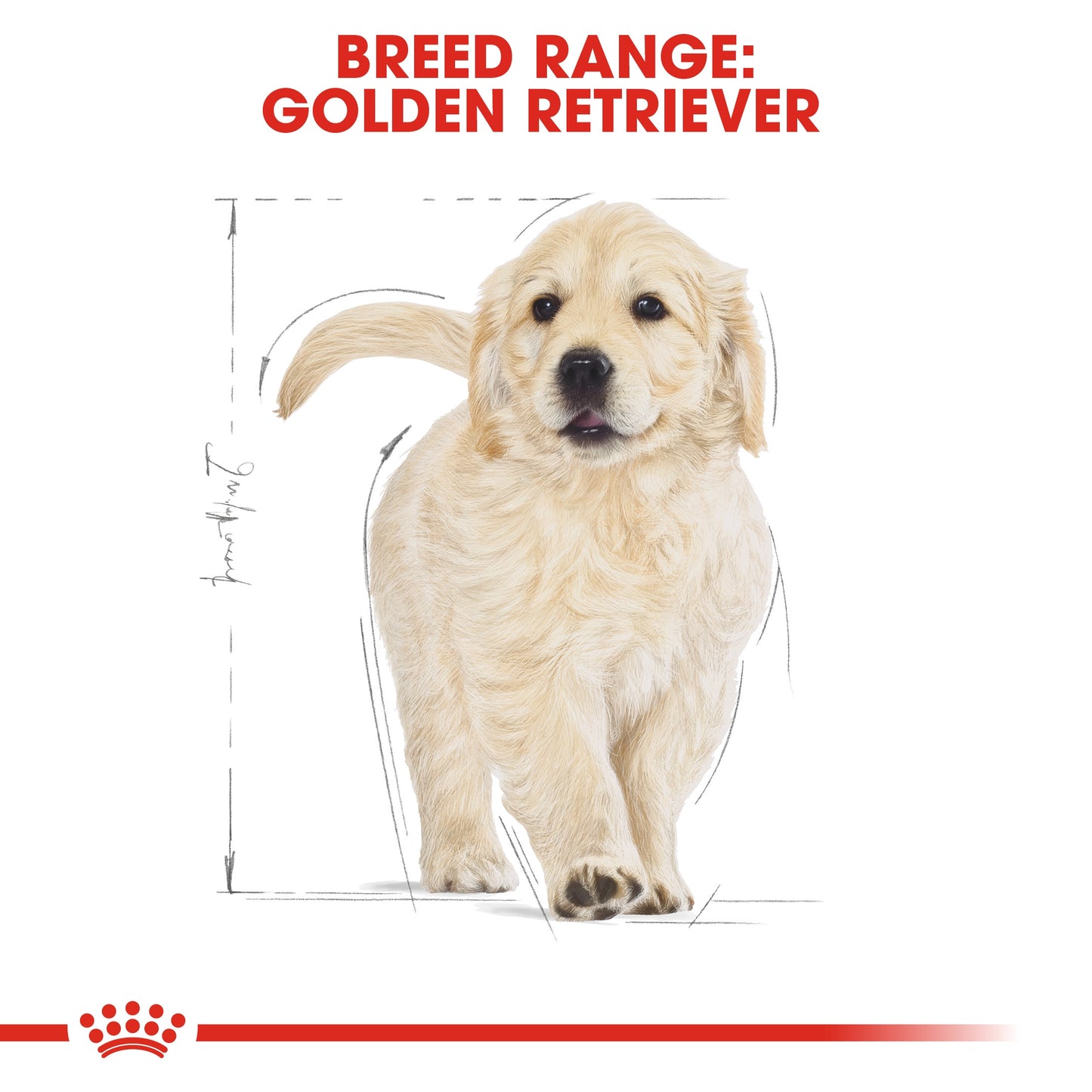 ROYAL CANIN GOLDEN RETRIEVER PUPPY 12 KG