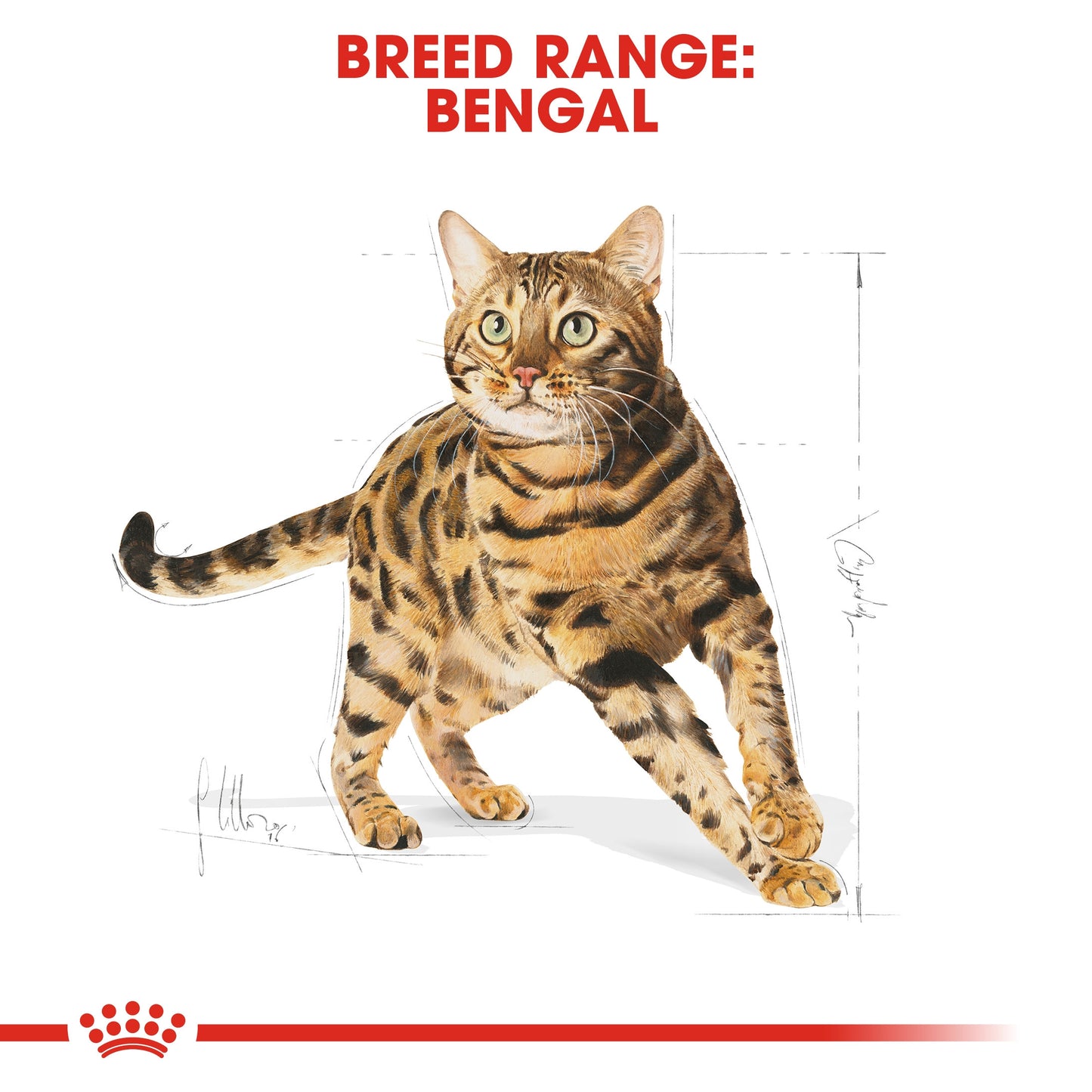 Royal Canin BENGAL ADULT 2 KG