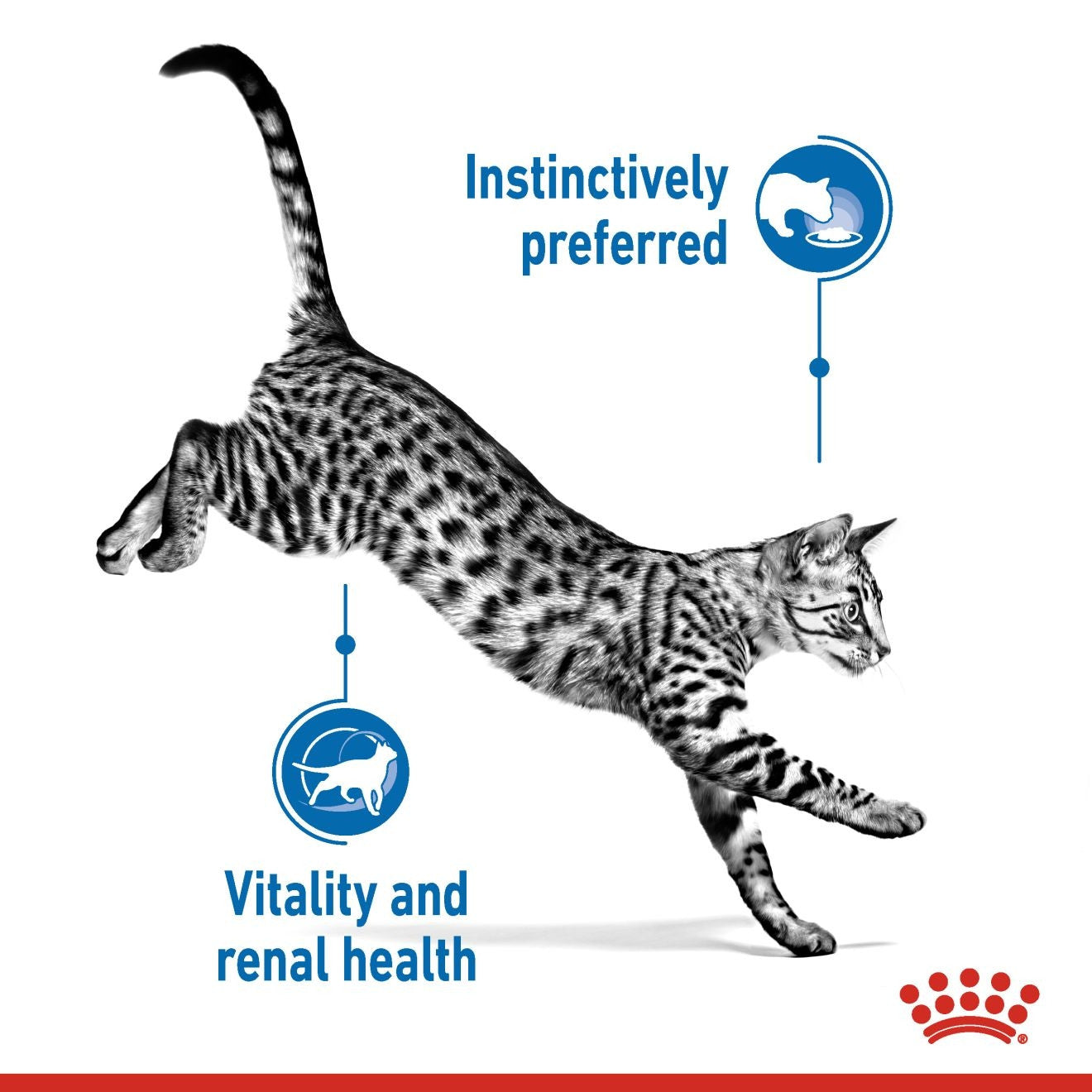 FELINE HEALTH NUTRITION INDOOR (WET FOOD - POUCHES)